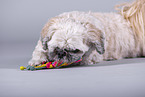 Shih Tzu in front of grey background