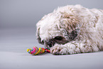 Shih Tzu in front of grey background