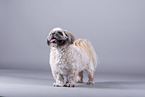 Shih Tzu in front of grey background