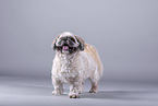 Shih Tzu in front of grey background