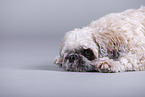 Shih Tzu in front of grey background