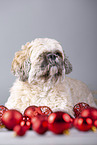 Shih Tzu between Christmas tree baubles