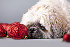 Shih Tzu between Christmas tree baubles