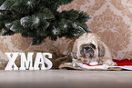 Shih Tzu with Christmas decoration