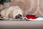 Shih Tzu with Christmas decoration