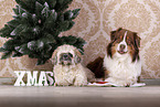 Shih Tzu with Christmas decoration