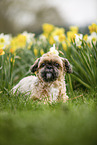 Shih Tzu between daffodils