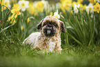 Shih Tzu between daffodils