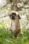 Shih Tzu in front of flowering shrub