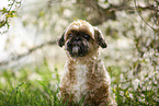 Shih Tzu in front of flowering shrub