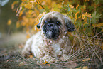 Shih Tzu