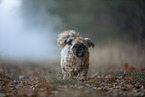 Shih Tzu in the fog