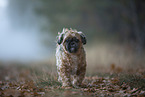 Shih Tzu in the fog