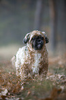 Shih Tzu in the fog