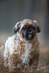 Shih Tzu in the fog