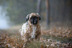 Shih Tzu in the fog