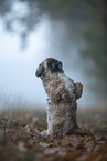 Shih Tzu in the fog