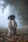 Shih Tzu in the fog