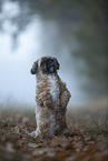 Shih Tzu in the fog