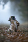 Shih Tzu in the fog