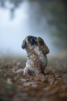 Shih Tzu in the fog