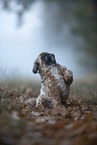 Shih Tzu in the fog