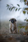 Shih Tzu between leaves