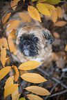 Shih Tzu between leaves