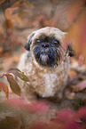 Shih Tzu between leaves