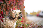 Shih Tzu between red vine leaves