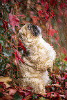 Shih Tzu between red vine leaves