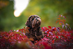 Shih Tzu Puppy