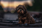 Shih Tzu Puppy