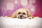 Shih Tzu in studio