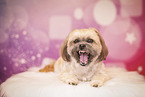 Shih Tzu in studio