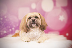 Shih Tzu in studio