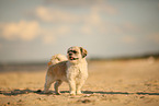 female Shih Tzu