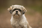 female Shih Tzu