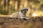 female Shih Tzu