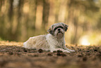 female Shih Tzu