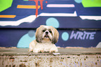 adult Shih Tzu