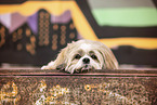 adult Shih Tzu