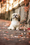 Shih Tzu in autumn