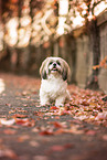 Shih Tzu in autumn