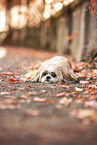 Shih Tzu in autumn