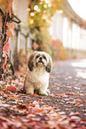 Shih Tzu in autumn