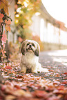 Shih Tzu in autumn