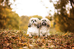 2 Shih Tzu