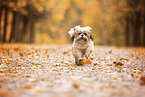 Shih Tzu in autumn