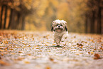 Shih Tzu in autumn